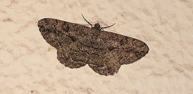 Peribatodes rhomboidaria  - Michele Cento