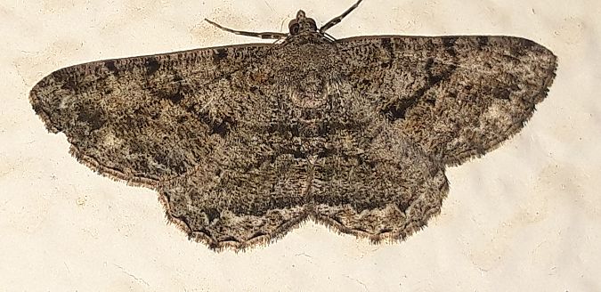 Peribatodes rhomboidaria  - Michele Cento
