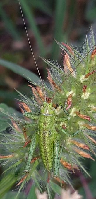 Tettigonia viridissima  - Michele Cento