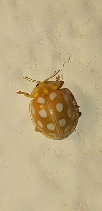 Halyzia sedecimguttata  - Michele Cento