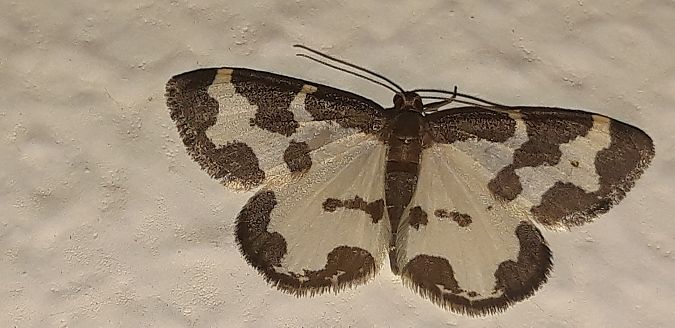 Lomaspilis marginata  - Michele Cento