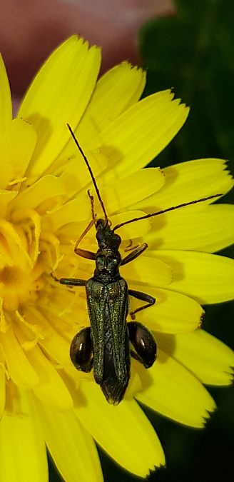 Oedemera flavipes  - Michele Cento