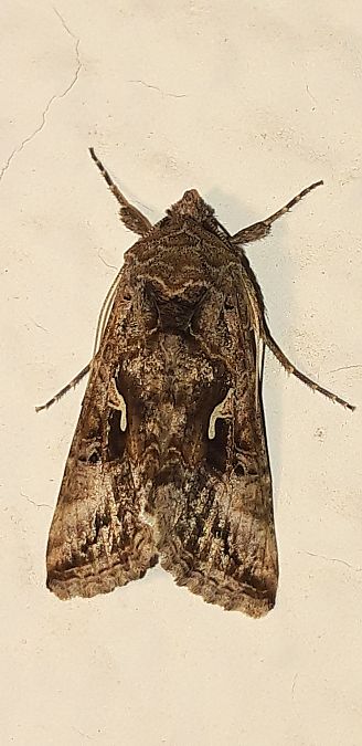 Autographa gamma  - Michele Cento