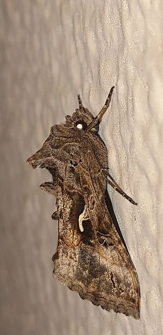 Autographa gamma  - Michele Cento