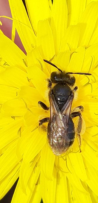 Andrena sp.  - Michele Cento