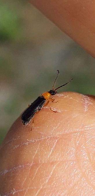 Cratosilis denticollis  - Michele Cento