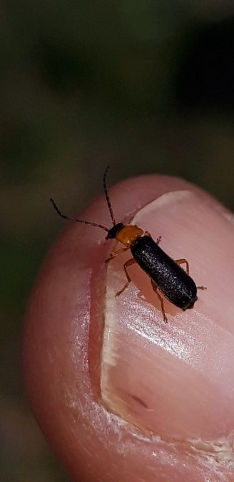 Cratosilis denticollis  - Michele Cento