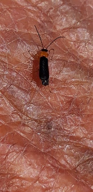 Cratosilis denticollis  - Michele Cento