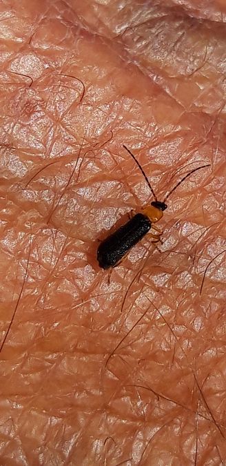 Cratosilis denticollis  - Michele Cento