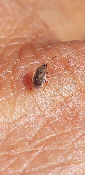 Kleidocerys ericae  - Michele Cento