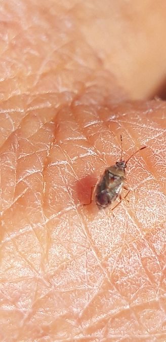 Kleidocerys ericae  - Michele Cento