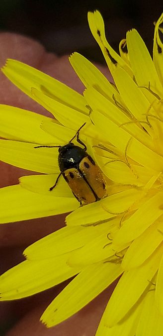 Cryptocephalus rugicollis  - Michele Cento