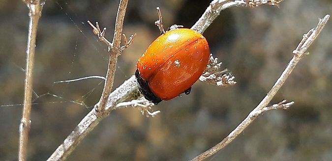 Chrysolina grossa  - Michele Cento