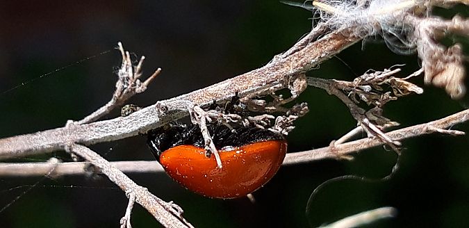 Chrysolina grossa  - Michele Cento
