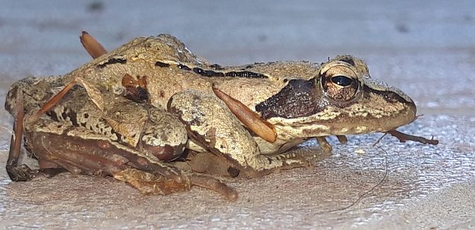 Rana dalmatina  - Michele Cento