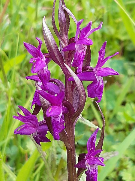 Dactylorhiza majalis  - Françoise Peyrissat