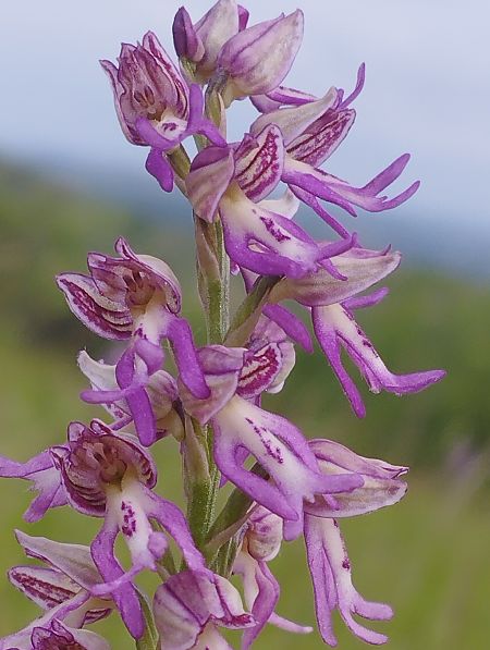 Orchis militaris  - Gérard Joseph