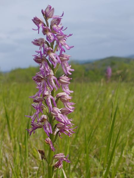 Orchis militaris  - Gérard Joseph