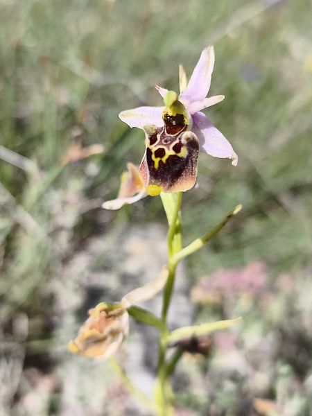 Ophrys fuciflora subsp. druentica  - Richard Fay
