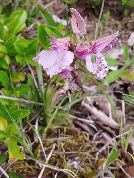 Anacamptis papilionacea var. expansa  - Gérard Joseph
