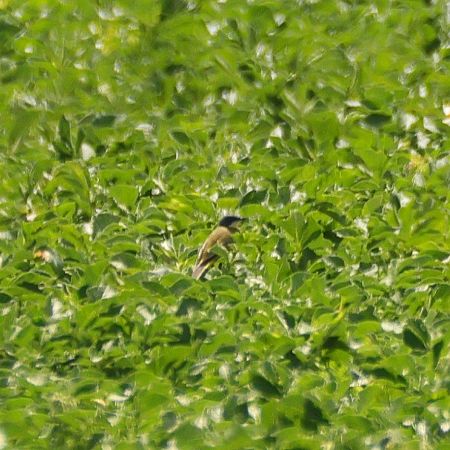 Bergeronnette d'Italie (ssp. cinereocapilla)  - Chris Zlatar