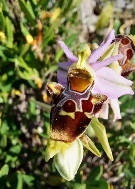 Ophrys corbariensis  - Pierre Defontaines