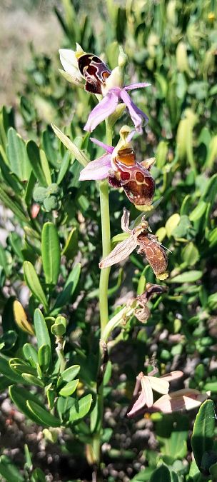 Ophrys corbariensis  - Pierre Defontaines