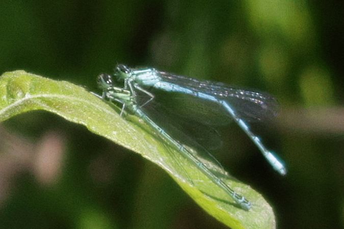 Agrion hasté  - Michał Polakowski