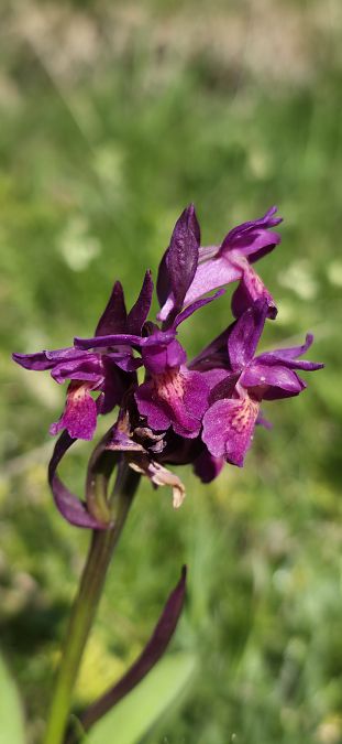 Dactylorhiza sambucina f. zimmermanii  - Michel Robin