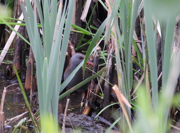Water Rail  - Adrian Dudkiewicz