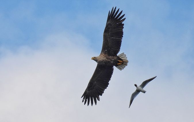Seeadler  - Kacper Mikulski