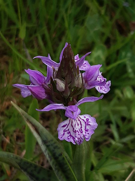 Dactylorhiza maculata  - Françoise Peyrissat