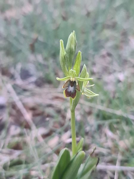 Ophrys aymoninii  - Christian Fleury