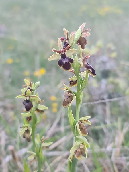 Ophrys aymoninii  - Christian Fleury