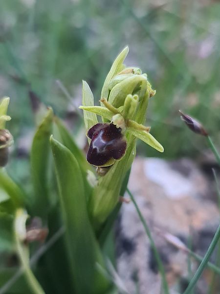 Ophrys aymoninii  - Christian Fleury