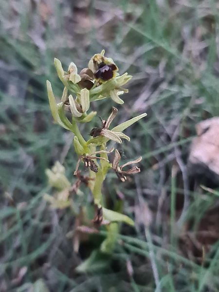 Ophrys aymoninii  - Christian Fleury