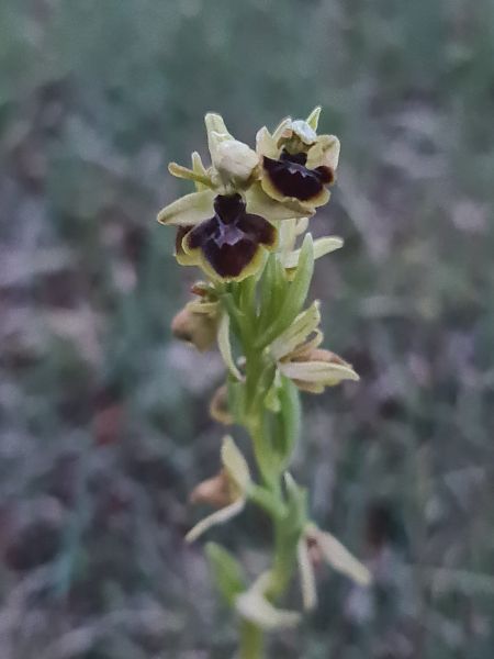 Ophrys aymoninii  - Christian Fleury