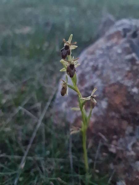 Ophrys aymoninii  - Christian Fleury