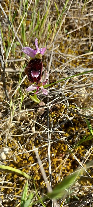 Ophrys aurelia  - Gerard Chassan