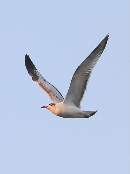Mouette mélanocéphale  - Michael Hafner