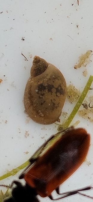 Ampullaceana balthica  - Enric Ortega
