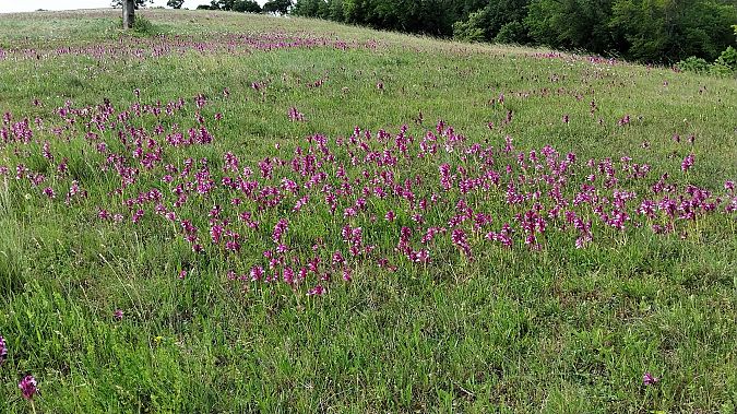 Anacamptis papilionacea var. expansa  - Louis Ferries