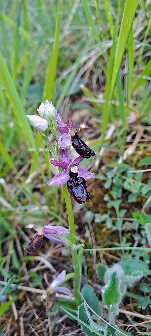 Ophrys drumana  - Marc et M-Joëlle Silvestre