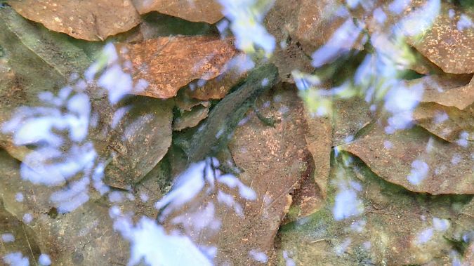 Tritone alpestre  - Renato Cottalasso