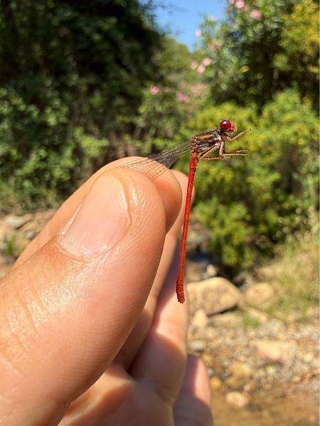 Ceriagrion tenellum  - Andrea Galimberti