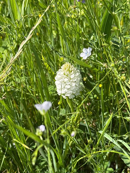 Orchis pyramidal  - Antonio Mazzone
