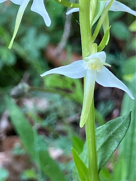 Platanthera fornicata  - Florent de Gasperis