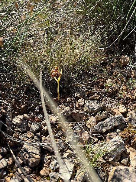 Ophrys speculum  - Pep Sole
