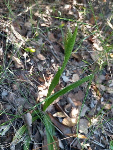 Gymnadenia conopsea  - Guillem Bagaria