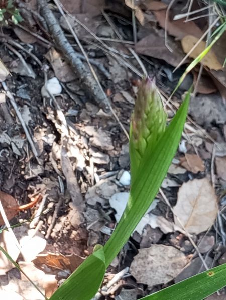 Gymnadenia conopsea  - Guillem Bagaria